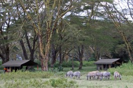 Camp zebras  large 