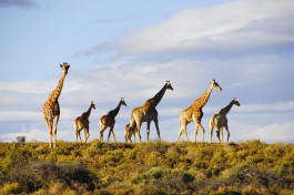 Cape Town Safari 