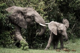 Elephants  large 