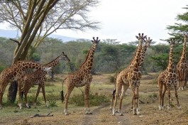 Giraffes  large 