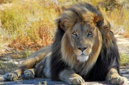 Inverdoorn-game-reserve-wildlife-5(1) 