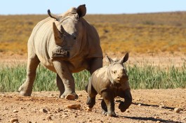 Rhinos in Inverdoorn 