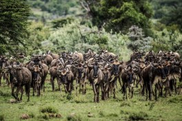 Wildebeest herd  large 