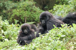 Rwanda gorillas  by Joachim Huber
