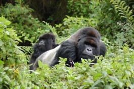 Silverback and young gorilla 