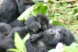 Gorilla mother and baby   by Derek Keats
