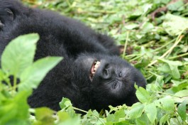 Gorilla in Rwanda  by Derek Keats