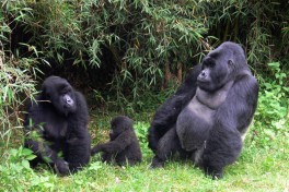Gorillas in Rwanda  by Alan & Flora Botting