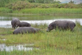 Akagera hippos 
