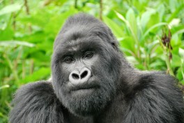 Silverback gorilla  by Kate