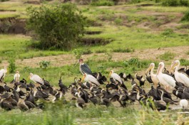 Birds-along-the-kazinga-channel 