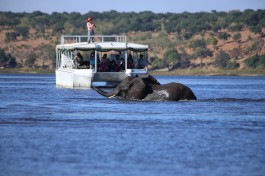 Chobe river boat cruise 