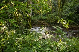 Forest Forest
