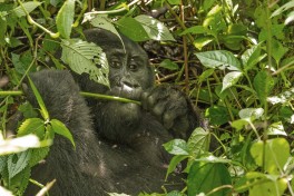 Wild Gorilla 