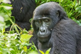 African mountain gorilla African mountain gorilla