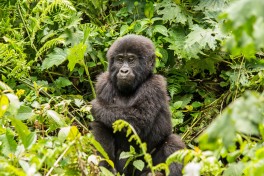 Mountain gorilla Mountain gorilla