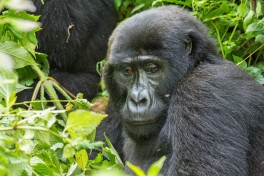 Gorilla 