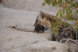 Hyena with baby 