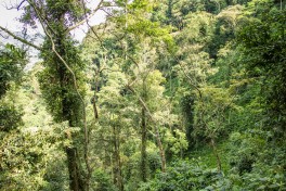 Jungle 
