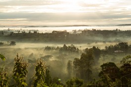 Scenery in Kibale 