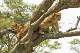 Tree climbing lions in Ishasha 