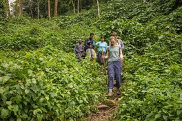 Trekking gorillas 