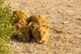 Kruger lion cubs  by Dan Mitler