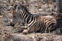 Zebra calf  by Abspires40