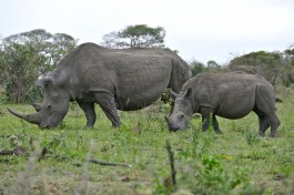 Hluhluwe-iMfolozi Park rhinos  by Bernard Dupont