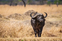 Kenya buffalo 