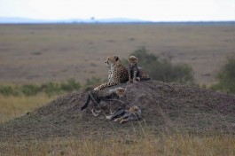 Kenya cheetah 