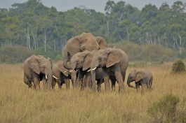 Kenya-experience elephant 4 