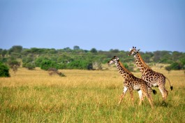 Kenya giraffes 