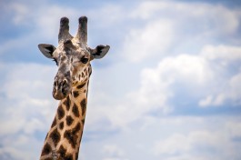 Kenya giraffe 
