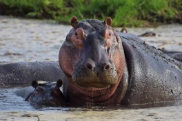Kenya hippo 