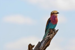 Kenya lilac breasted roller 