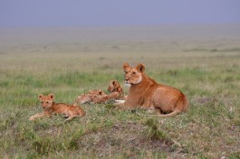 Kenya lions 