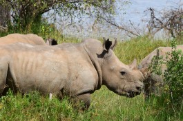 Kenya rhinos 