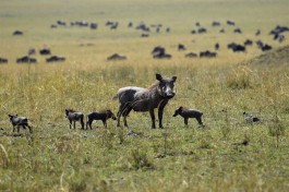 Kenya warthog 