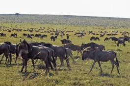 Kenya wildebeest 