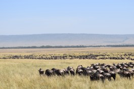 Kenya wildebeest 