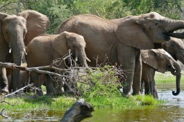 Kruger elephants  by Bernard Dupont