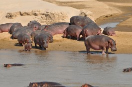 South Luangwa hippos 