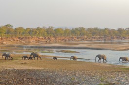 Zambia south luangwa elephants 