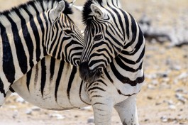 Etosha zebras  by dconvertini
