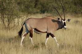 Etosha oryx  by Joachim Huber