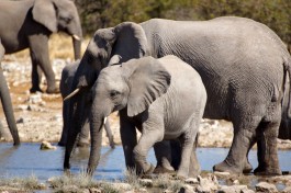 Etosha elephants  by Heribert Bechen