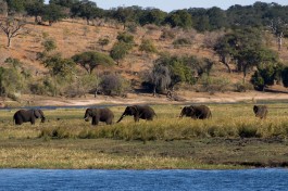 Chobe elephants  by Tim Copeland