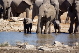 Etosha elephants  by Heribert Bechen