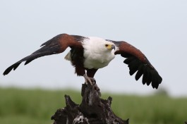 African Fish Eagle  by Derek Keats